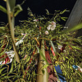 LITTLE Tokyo  Tanabata 2017 