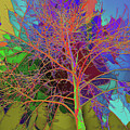 P C C Elm in the wait of bloom
